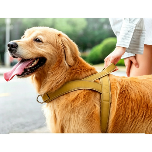 Hund trägt das No-Pull Hundegeschirr mit Rückengriff